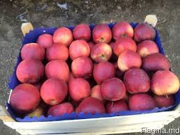 Фото 2. Продам яблоки со склада в наличии: голден делишес, айдаред, флорина, джонаголд