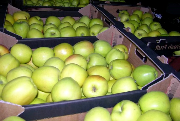 Фото 3. Продам яблоки со склада в наличии: голден делишес, айдаред, флорина, джонаголд