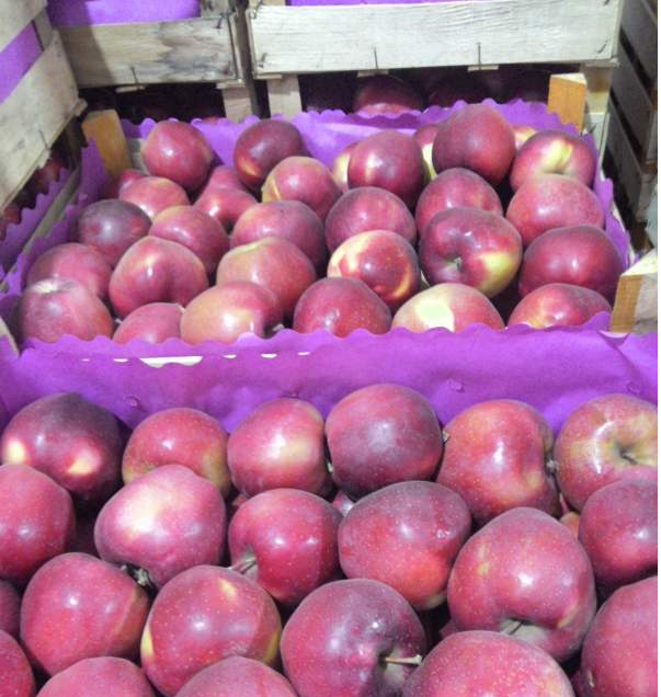 Фото 4. Продам яблоки со склада в наличии: голден делишес, айдаред, флорина, джонаголд