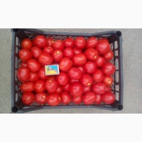 Продам помидоры оптом