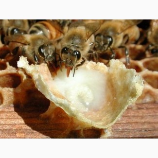 Пчелиное маточное молочко нативное натуральное, гарантия качества, доставка по Украине
