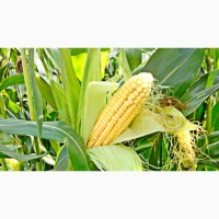 Семена кукурузи ТАР 349 МВ ФАО 290