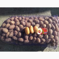 Продам насіння картоплв сорту ТІРАС