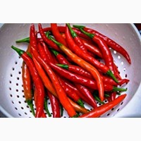 Fresh/Dried Chili/Red Pepper