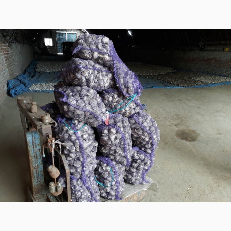 Фото 6. Продам посадочный чеснок урожая 2019 года сорта Любаша, Белорусский фиолетовый