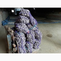 Продам посадочный чеснок урожая 2019 года сорта Любаша, Белорусский фиолетовый