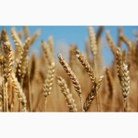 Підприємство купляє некондиційну та некласну пшеницю+самовивіз