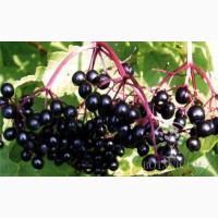 Продам сушеные ягоды бузины черной, 2021 г сбора