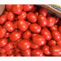Продам помидор оптом с поля