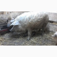 Ремонтные свинки покрытые Венгерская Мангалица возраст 12-13 месяцев ЦЕНА ДОГОВОРНАЯ