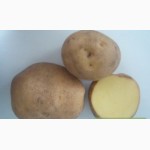 Розпродаж картоплі