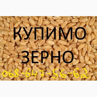 Купимо зерно: Пшениця, Кукурудза, Соя, Тритикал, Жито, відходи кукурудзи та пшениці