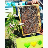 Пропоную плідні бджолині матки/бджоломатки/пчеломатки Карпатки