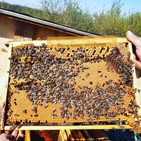 Пропоную плідні бджолині матки/бджоломатки/пчеломатки Карпатки