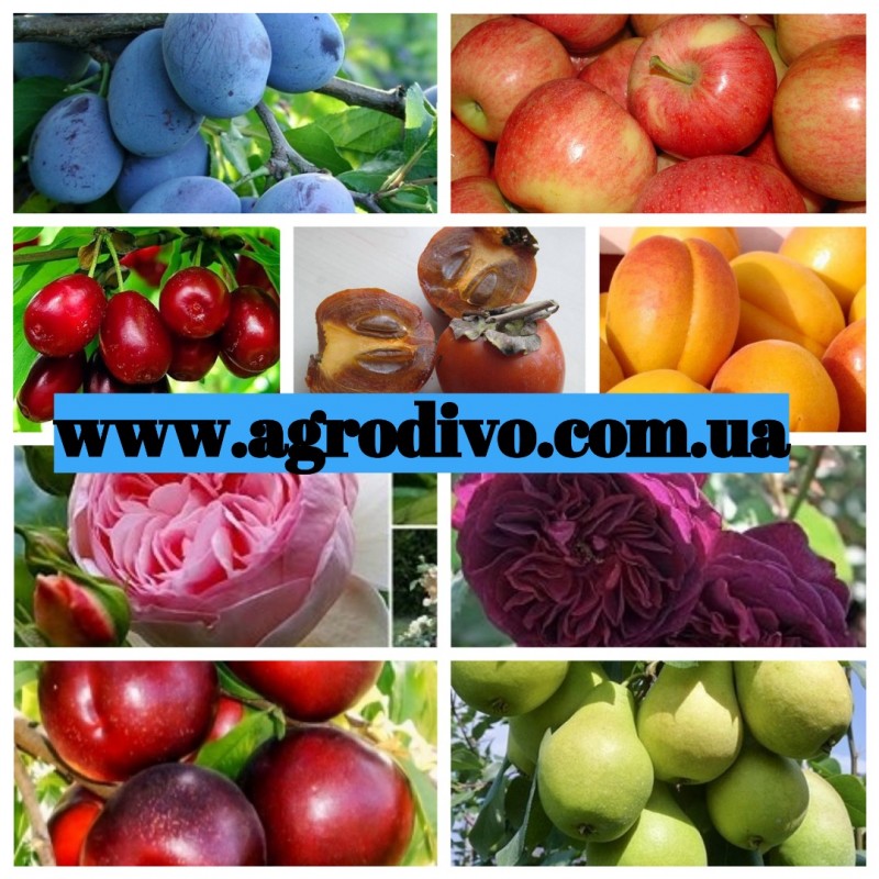 Фундук, нектарин, яблони, груши, сливы, абрикосы, черешни на сайте Агродиво