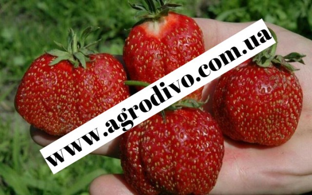 Фото 3. Фундук, нектарин, яблони, груши, сливы, абрикосы, черешни на сайте Агродиво