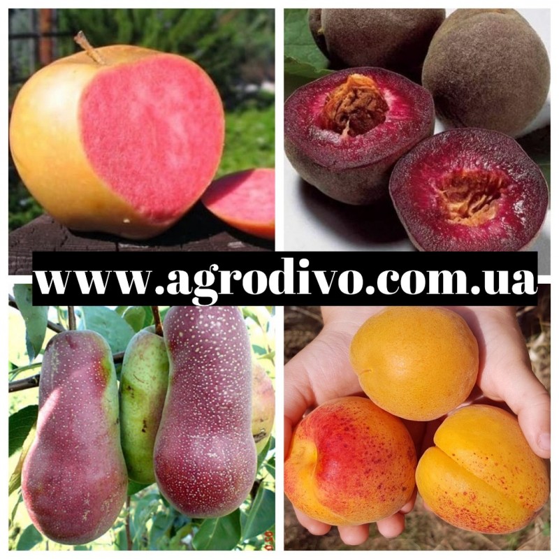 Фото 4. Фундук, нектарин, яблони, груши, сливы, абрикосы, черешни на сайте Агродиво