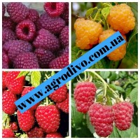 Фундук, нектарин, яблони, груши, сливы, абрикосы, черешни на сайте Агродиво