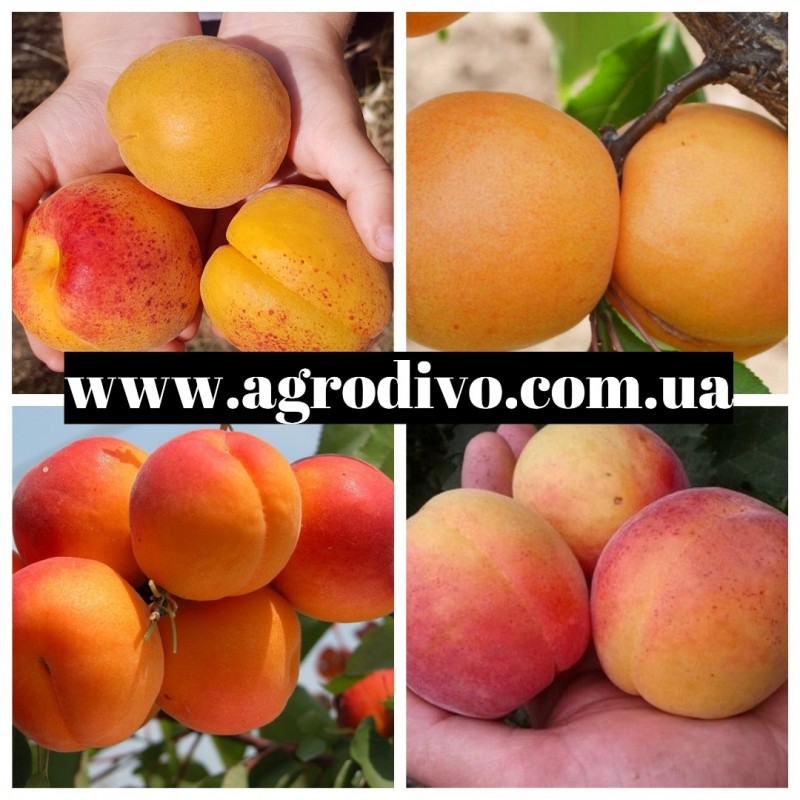 Фото 8. Фундук, нектарин, яблони, груши, сливы, абрикосы, черешни на сайте Агродиво