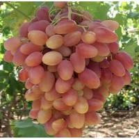 Продам виноград столовых ранних сортов