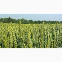 Семена озимой пшеницы ДОНЕЦКАЯ 48