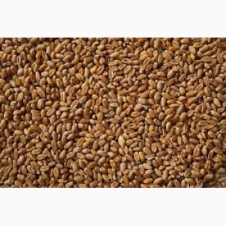 Продам пшеницю 3 кл. Експортна якість