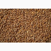 Продам пшеницю 3 кл. Експортна якість
