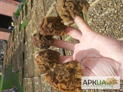 Фото 5. Принимаем заказы на заготовку грибов лисичку в любом виде и сморчок сухой