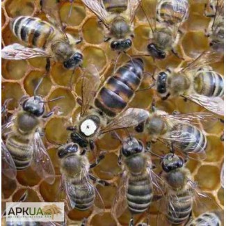 Продам матки карпатських бджіл і бджолопакети