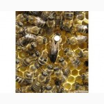 Продам матки карпатських бджіл і бджолопакети
