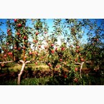 Візьму в оренду яблуневі сади