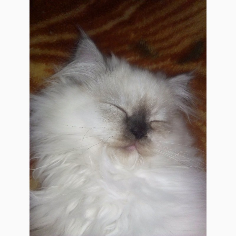 Фото 2. Продам котят гималайской персидской кошки