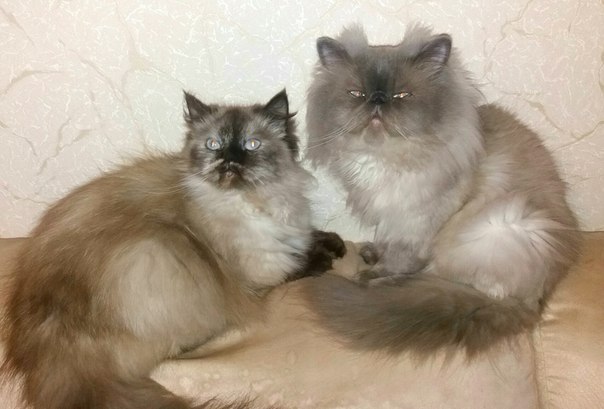 Фото 5. Продам котят гималайской персидской кошки