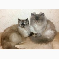Продам котят гималайской персидской кошки