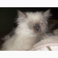 Продам котят гималайской персидской кошки