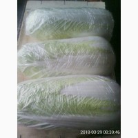 Продам пекинскую капусту. ОПТ от 10 тон