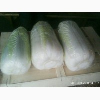 Продам пекинскую капусту. ОПТ от 10 тон
