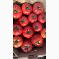 Продам томати, помідори оптом