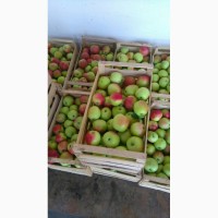 Продам яблоки Слава Победителю оптом. Урожай 2018 года