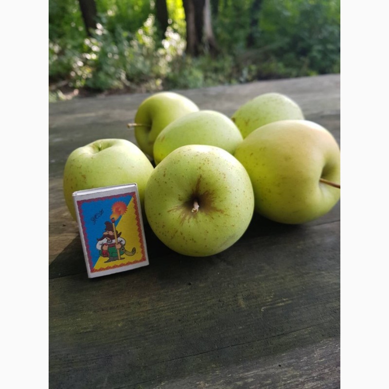 Фото 3. Продам качественные яблоки