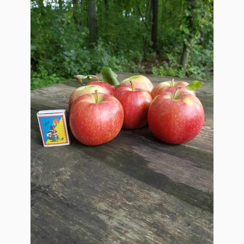 Фото 4. Продам качественные яблоки