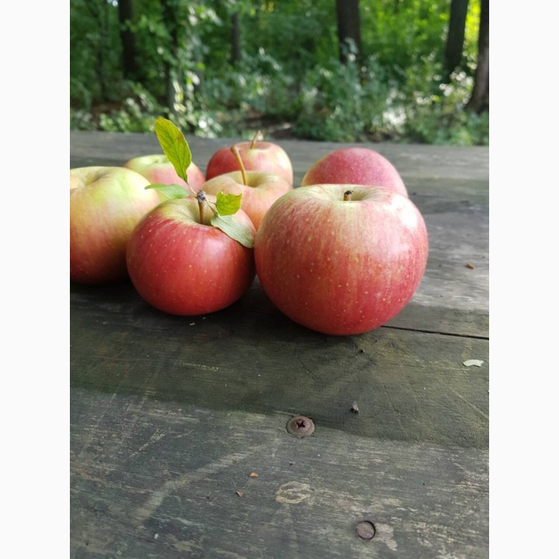 Фото 5. Продам качественные яблоки