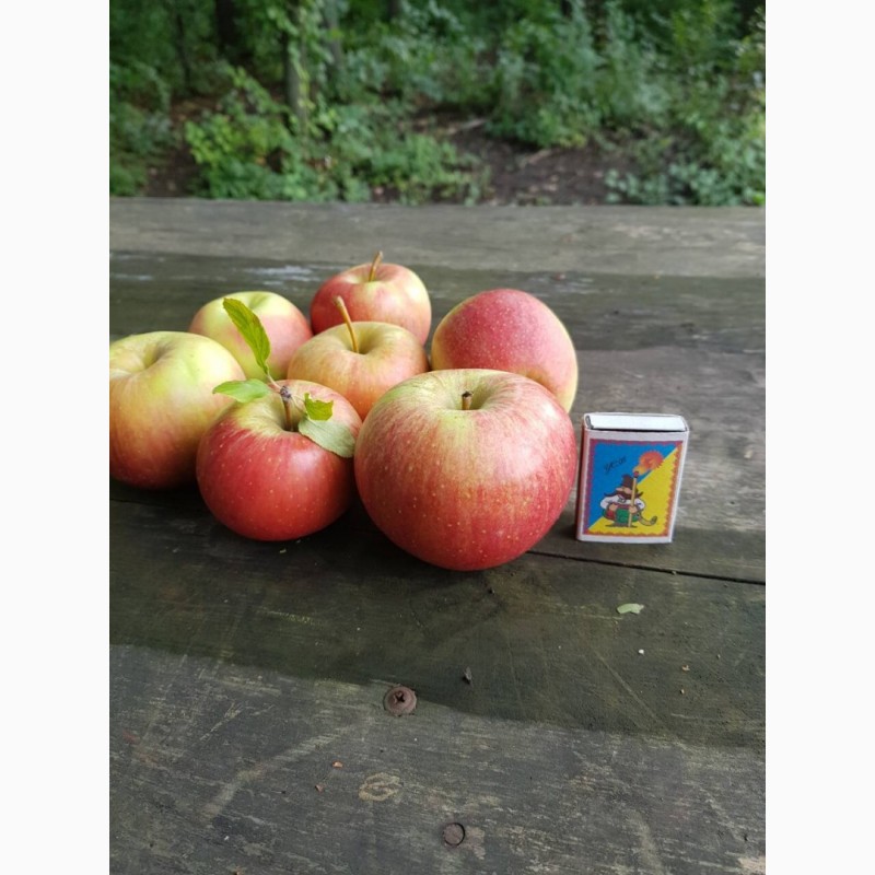 Фото 6. Продам качественные яблоки