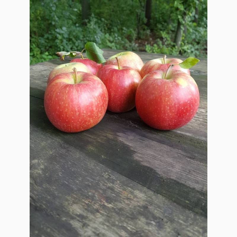 Фото 7. Продам качественные яблоки
