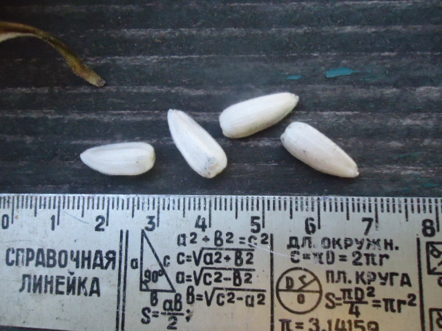 Фото 2. Подсолнух Тарахумара белое сияние семена, белые семечки