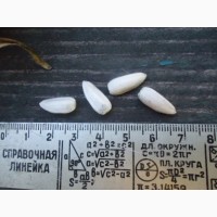 Подсолнух Тарахумара белое сияние семена, белые семечки