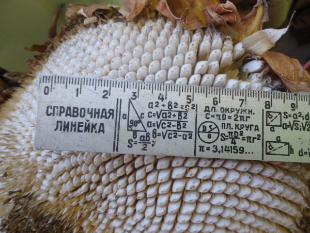 Фото 3. Подсолнух Тарахумара белое сияние семена, белые семечки