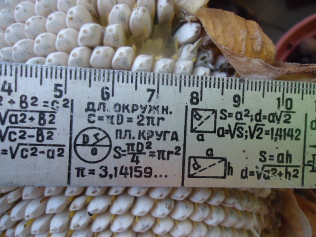 Фото 4. Подсолнух Тарахумара белое сияние семена, белые семечки