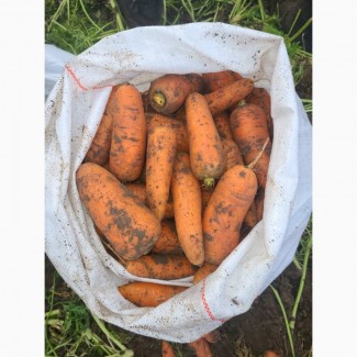 СРОЧНО продам морковь от производителей и поставщиков с 10 тонн