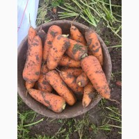 СРОЧНО продам морковь от производителей и поставщиков с 10 тонн